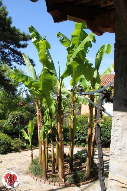 orto botanico 006 freddi banana vert