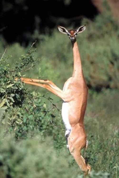 antilope gerenuk