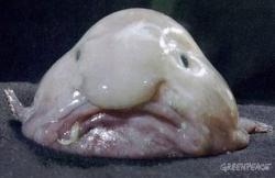 blobfish