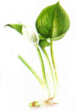 calla di palude