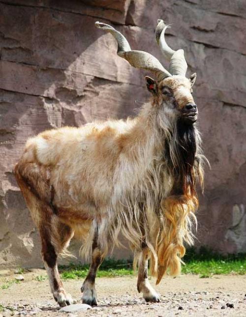 capra markhor