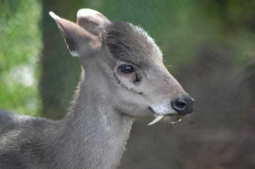 capriolo cincia