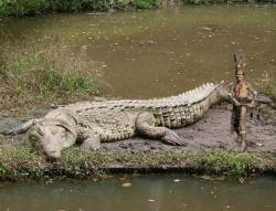 coccodrillo gigante