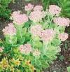 sedum